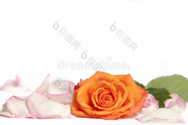 <strong>橘红色</strong>的玫瑰，周围是白色玫瑰的叶子