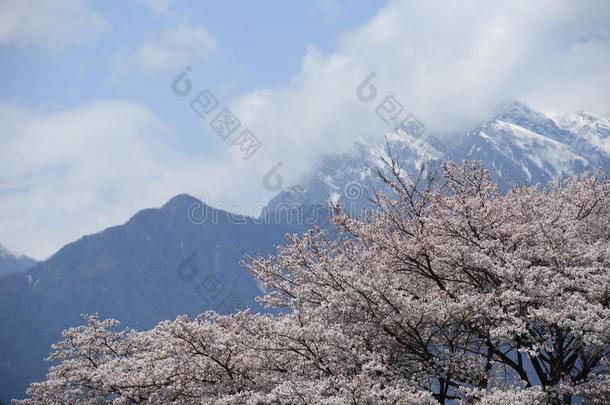 樱花雪山