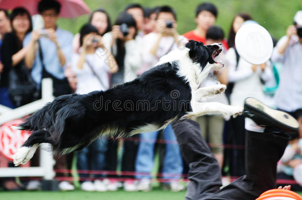 边境牧羊犬