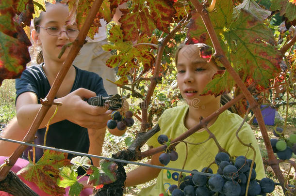 姑娘们在葡萄园里摘葡萄