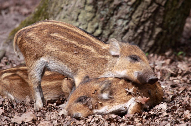 野猪或野猪（sus scrofa）