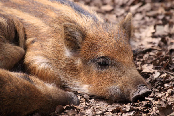 野猪或野猪（sus scrofa）