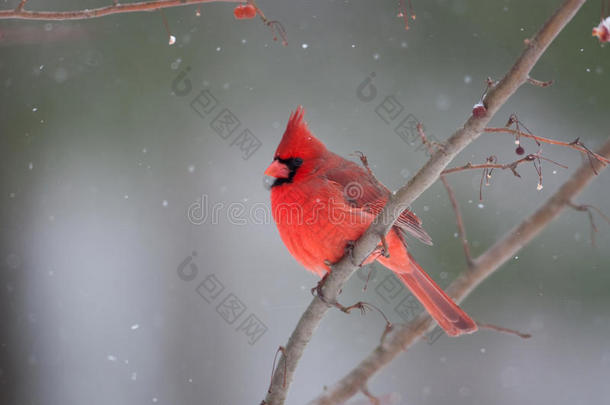 暴风雪中的男<strong>红衣主教</strong>