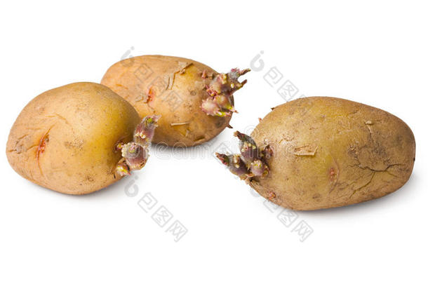 马铃薯种子-三个<strong>白色</strong>块茎