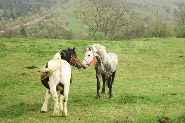 农场里的马和母马