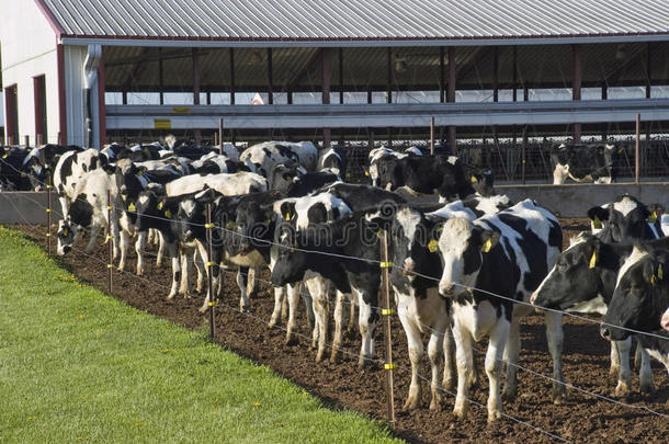现代企业奶牛场、农业企业