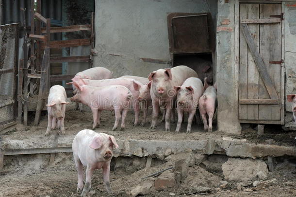 农场里的猪和猪