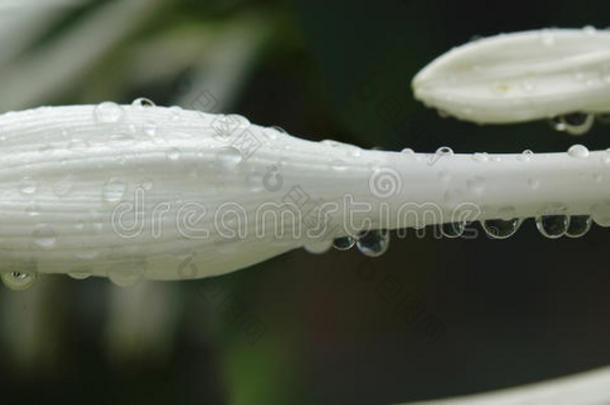 芽露水滴花湿度