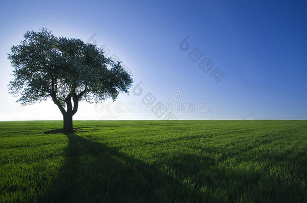 树，<strong>绿野</strong>，蓝天