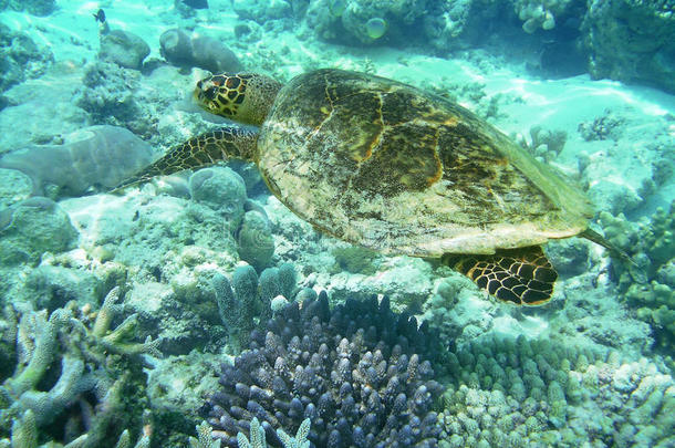 海龟和珊瑚礁