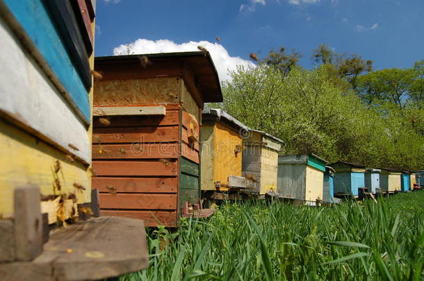 春天的养蜂场