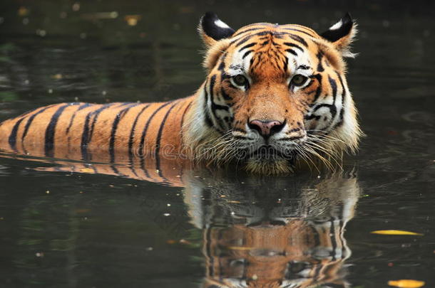 马来虎（panthera tigris jackoni）