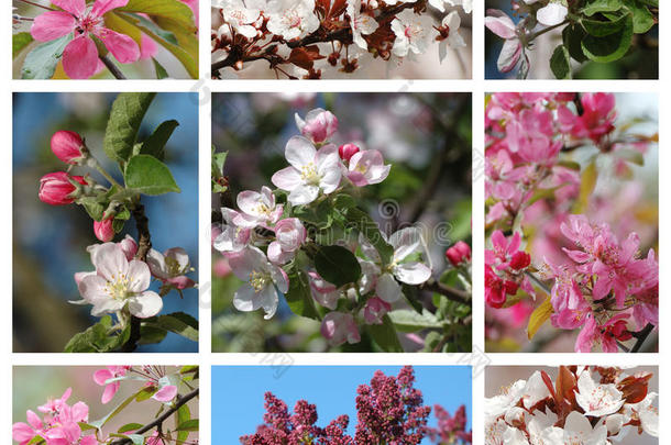 春季-自然拼贴花卉