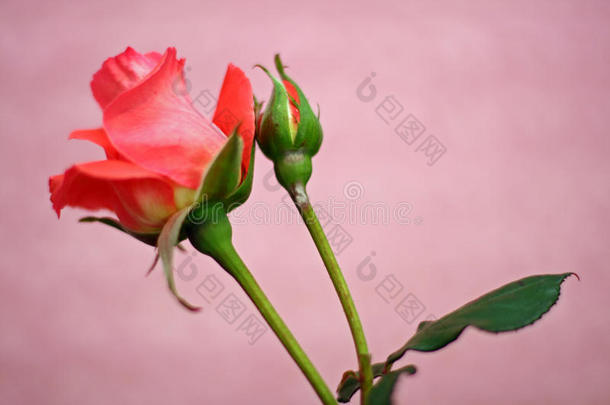 红玫瑰、花蕾和粉色背景