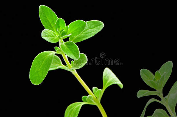 新鲜草本植物：甜马郁兰