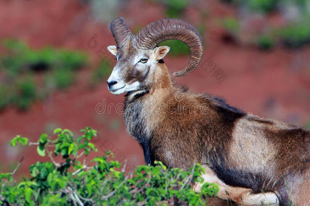 mouflon ram-夏威夷<strong>拉奈岛</strong>