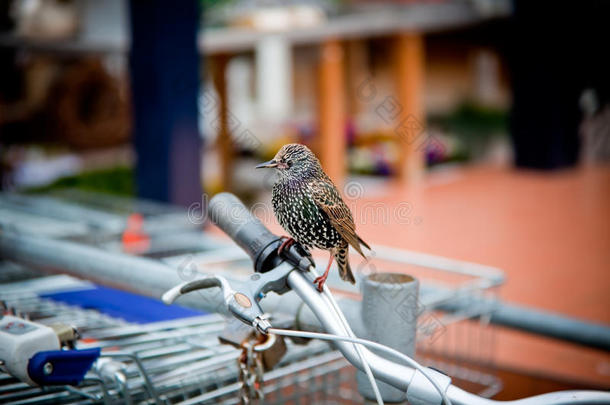 坐在自行车把手上的椋鸟