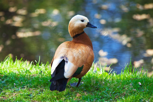 水边草地上的褐鸭