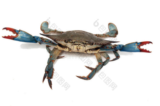 蓝色螃蟹打斗姿势2