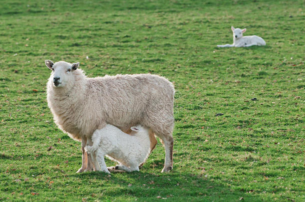 喂食时间-绵羊（绵羊）母羊和羔羊