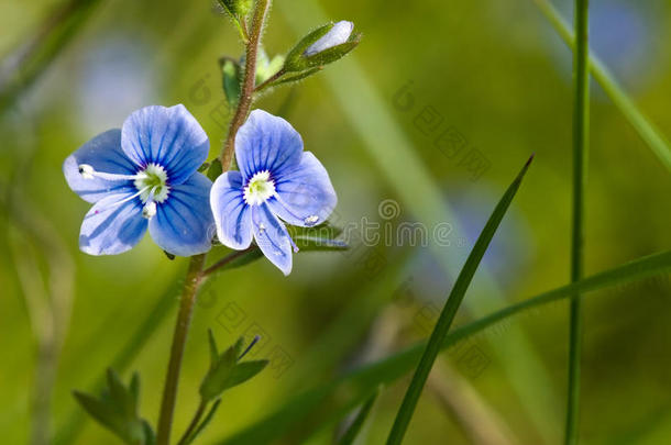 小蓝花