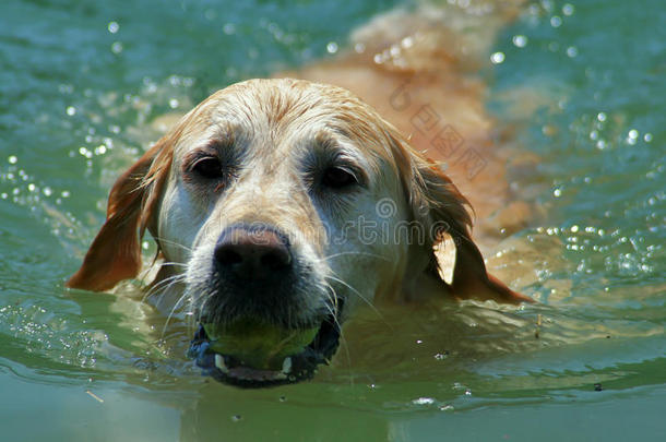 带球游泳狗