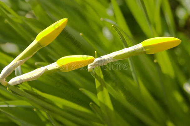 被太阳<strong>激活</strong>的花期