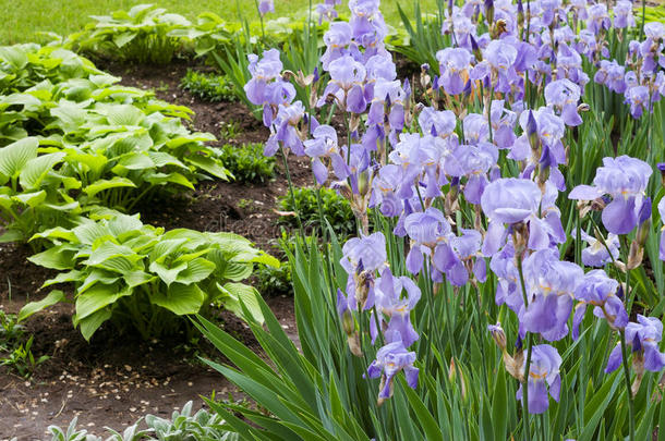 花园里的一束紫罗兰花
