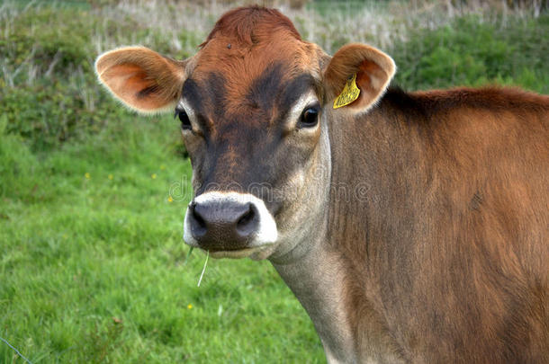 棕色泽西牛