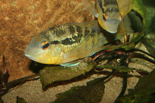 cichlid（bujurquina规范）