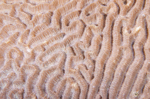 脑珊瑚