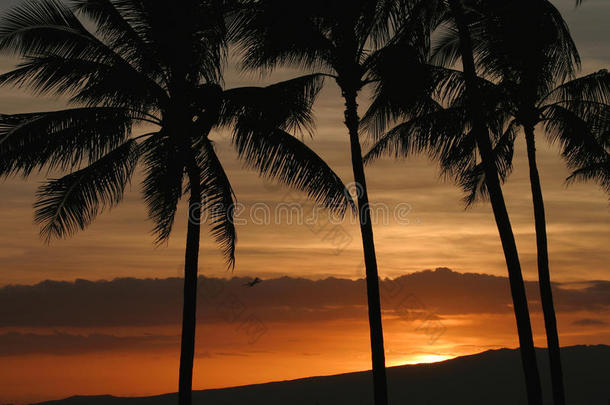 夏威夷檀香山的橙色日落