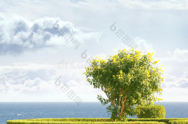 天空、<strong>蔚蓝</strong>的<strong>大海</strong>和一棵树的可爱形象