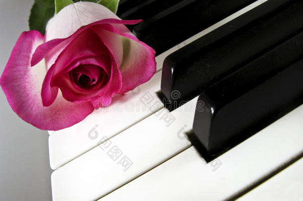 钢琴键上的粉红玫瑰