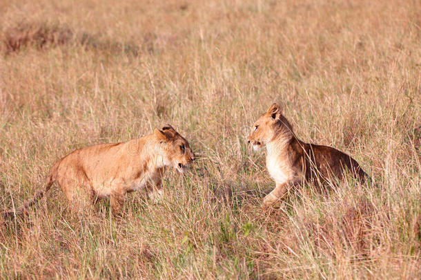 萨凡纳的两只狮子幼崽（panthera leo）