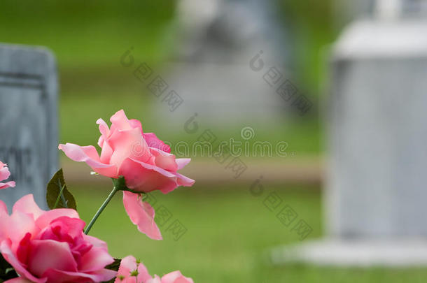 粉红色墓花