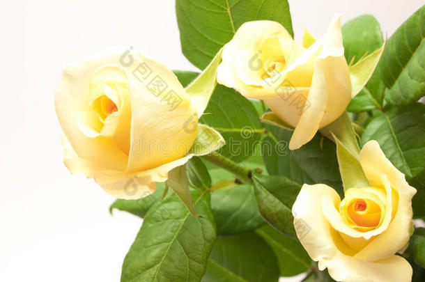 美丽的<strong>淡</strong>黄色玫瑰