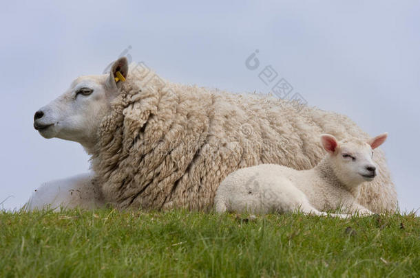 带着<strong>小羊</strong>的绵羊，躺在<strong>草地上</strong>