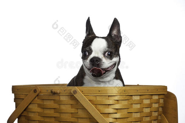 篮子里的波士顿猎犬准备野餐