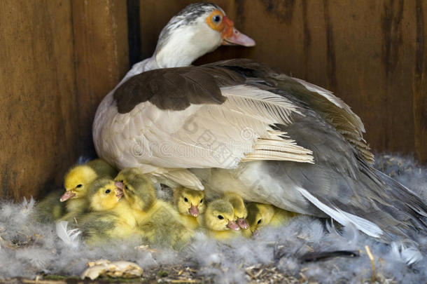 莫斯科（cairina moschata）