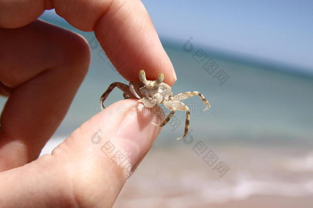 我手里的小螃蟹