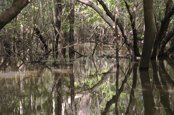 亚马逊：被洪水淹没的丛林