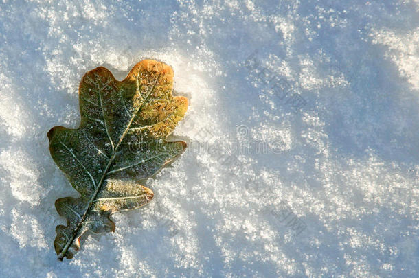 雪中橡树叶