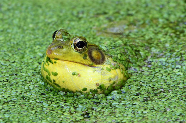 池塘里的绿青蛙