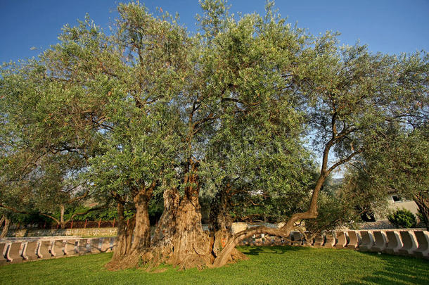 世界上最古老的橄榄树