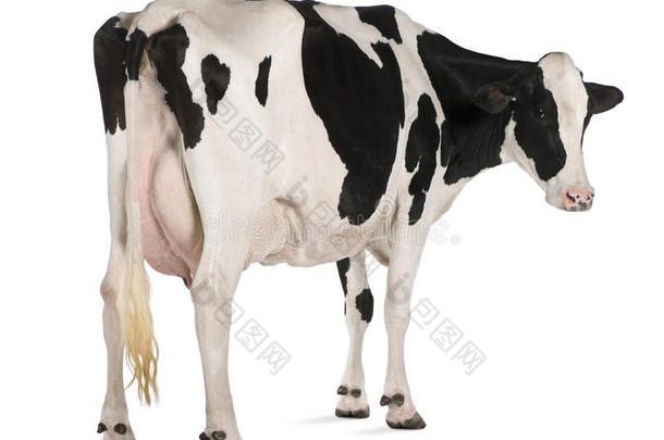 荷斯坦奶牛，5岁，站立