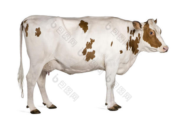 荷斯坦奶牛，4岁，站立