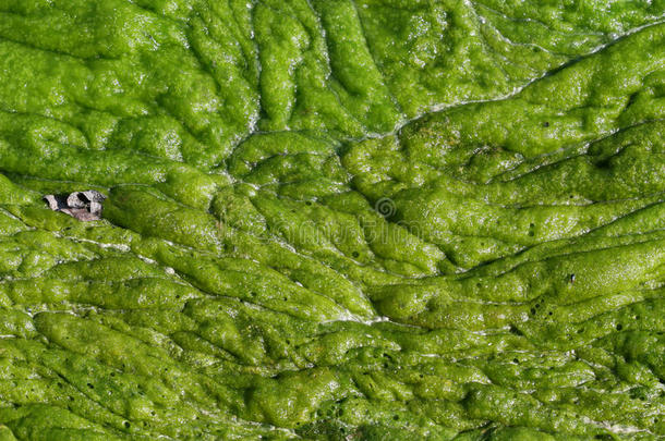 绿藻苔藓质