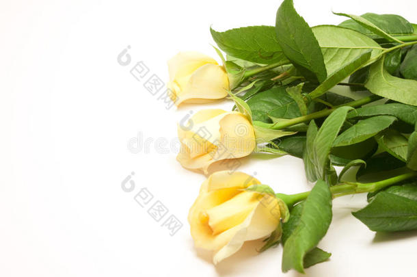 美丽的淡黄色玫瑰