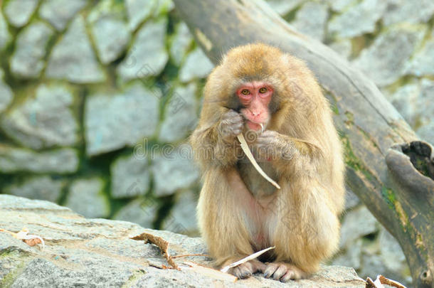 孤独的猴子吃树皮
